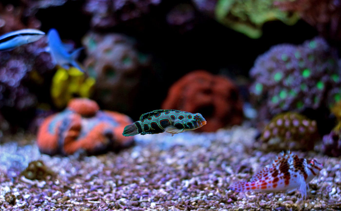 Veja os Peixes Mais bonitos para seu aquário Dinho S Reef