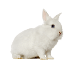 demo-attachment-558-smallpets