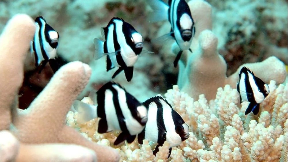 4 Stripe Damsel Dascyllus melanurus - Dinho’S Reef