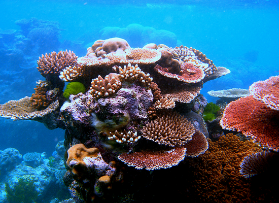 O Coral Acropora: Beleza e Importância na Sobrevivência dos