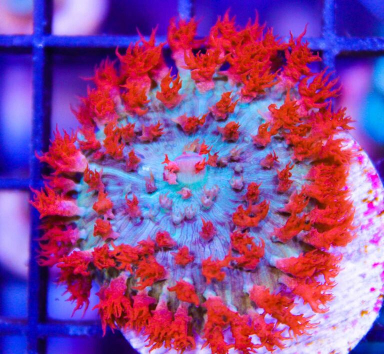 O Coral Acropora: Beleza e Importância na Sobrevivência dos Recifes de  Coral - Dinho'S Reef
