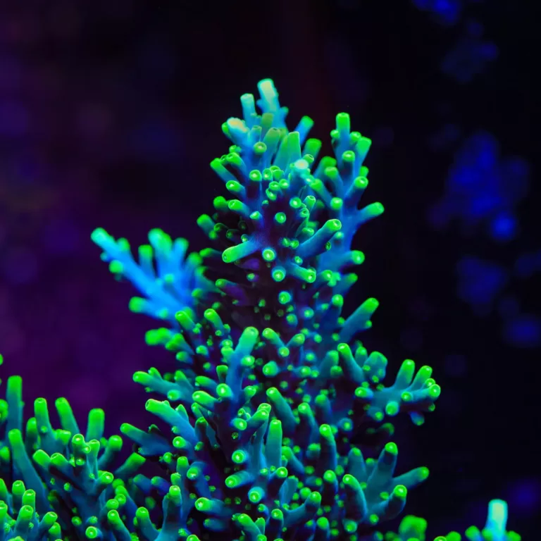 O Coral Acropora: Beleza e Importância na Sobrevivência dos Recifes de Coral  - Dinho'S Reef