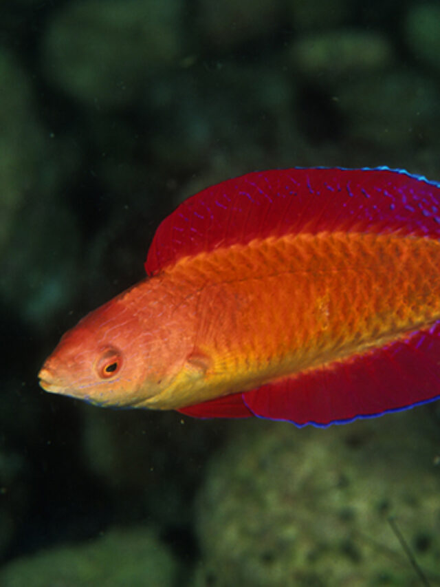 O peixe Red Fin Wrasse Cirrhilabrus rubripinnis