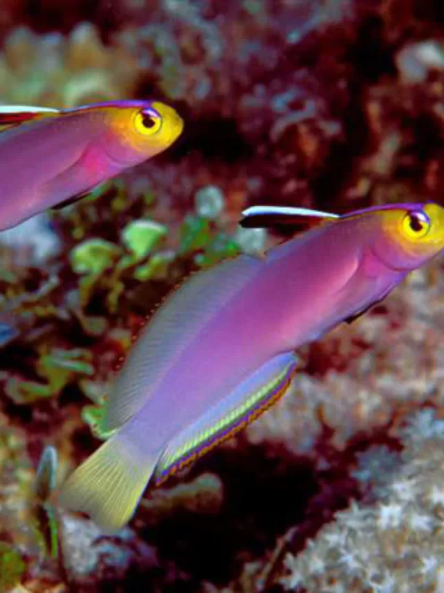 O Firefish: Um Peixe Marinho Vibrante e Fascinante para o Seu Aquário