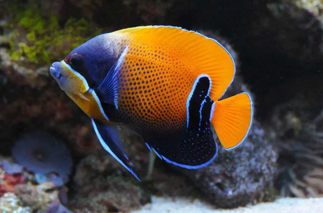 Descubra a Elegância Subaquática: Bluegirdled Angelfish