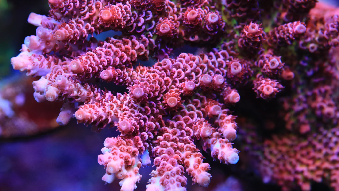 50320941323_ff15da2eae_k