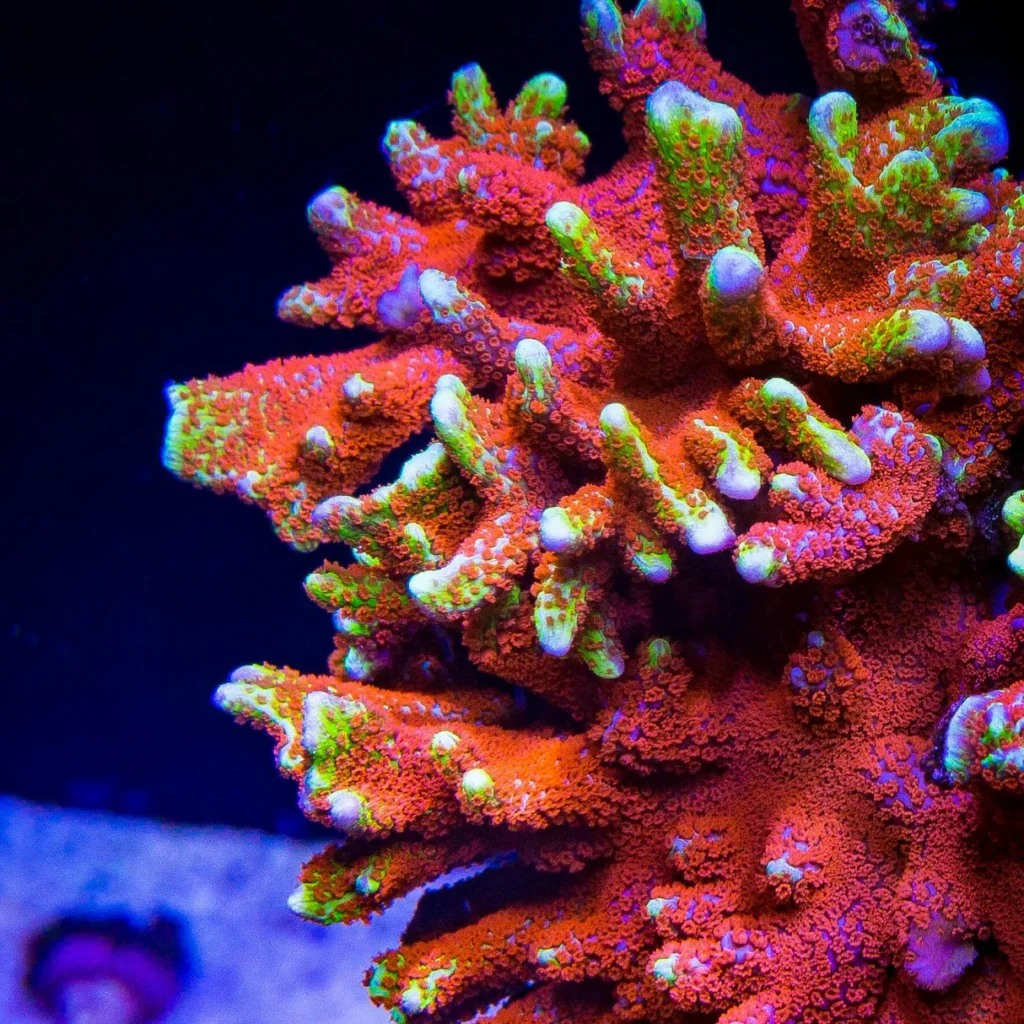 # Guia Completo sobre Montipora Digitata: Dicas e Cuidados para Aquários## IntroduçãoA Montipora digitata é um coral SPS (Small Polyp Stony) amplamente apreciado por aquaristas marinhos devido à sua beleza e crescimento relativamente rápido. Sua coloração vibrante e estrutura ramificada fazem dela uma escolha popular para aquários de recife.## Características Principais- **Nome científico**: Montipora digitata- **Família**: Acroporidae- **Origem**: Oceanos Índico e Pacífico- **Dificuldade**: Moderada- **Crescimento**: Rápido sob condições ideais- **Coloração**: Variada (laranja, verde, roxo, marrom, entre outras)- **Tipo de coral**: SPS (Small Polyp Stony)## Requisitos de Manutenção### Parâmetros da ÁguaPara manter a Montipora digitata saudável, é essencial monitorar os seguintes parâmetros:- **Temperatura**: 24°C - 26°C- **pH**: 8.1 - 8.4- **Salinidade**: 1.024 - 1.026- **Alcalinidade (KH)**: 8 - 12 dKH- **Cálcio (Ca)**: 400 - 450 ppm- **Magnésio (Mg)**: 1250 - 1350 ppm- **Nitrato (NO3)**: < 5 ppm- **Fosfato (PO4)**: < 0.03 ppm### IluminaçãoA Montipora digitata necessita de iluminação intensa para crescer e manter sua coloração vibrante. Iluminação LED de alta potência, T5 ou HQI são recomendadas. A intensidade ideal varia entre **200-350 PAR**.### Movimento da ÁguaFluxo moderado a forte é ideal para evitar acúmulo de detritos e favorecer a captação de nutrientes.### Posicionamento no AquárioColoque a Montipora digitata em locais elevados dentro do aquário, onde receba luz intensa e fluxo adequado de água. É importante garantir espaço para o crescimento, pois esse coral pode se expandir rapidamente.## AlimentaçãoEmbora a Montipora digitata obtenha grande parte de sua energia através da fotossíntese (graças às zooxantelas), pode se beneficiar da alimentação complementar:- **Aminoácidos**- **Fitoplâncton**- **Suplementos de coral especializados**A alimentação pode ser feita 1-2 vezes por semana para estimular crescimento e coloração.## Compatibilidade com Outros CoraisA Montipora digitata é relativamente pacífica e pode ser mantida com outros corais SPS, LPS e soft corals. No entanto, deve-se evitar a proximidade com corais agressivos que liberam substâncias químicas ou tenham tentáculos urticantes, como Torch e Galaxea.## PropagaçãoEsse coral pode ser propagado facilmente por fragmentação. Basta cortar um pequeno pedaço com alicates próprios para corais e fixá-lo em uma base usando cola de coral ou epóxi.## Problemas Comuns e Soluções1. **Branqueamento**: Pode ser causado por iluminação excessiva, variações bruscas de temperatura ou alcalinidade instável. Ajuste as condições da água.2. **Perda de coloração**: Indica baixa iluminação ou falta de nutrientes essenciais.3. **Crescimento lento**: Pode ser resultado de baixa circulação ou deficiência de cálcio e alcalinidade.## ConclusãoA Montipora digitata é uma excelente escolha para aquaristas que desejam adicionar cor e estrutura ao aquário de recife. Com os cuidados adequados, esse coral crescerá rapidamente e se tornará um dos destaques do tanque. Mantenha a qualidade da água estável, forneça iluminação adequada e monitore os parâmetros para garantir o sucesso no cultivo desse belíssimo SPS.