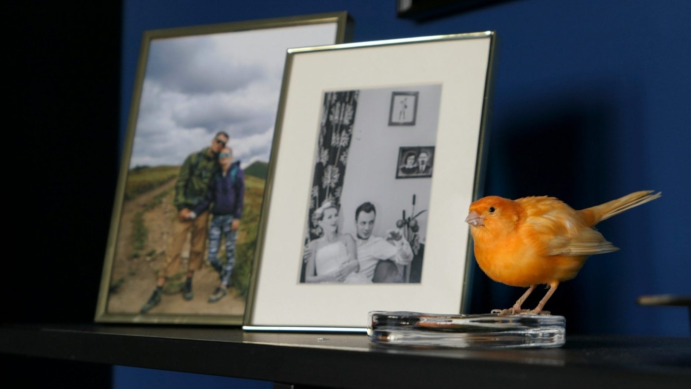 orange bird on white picture frame