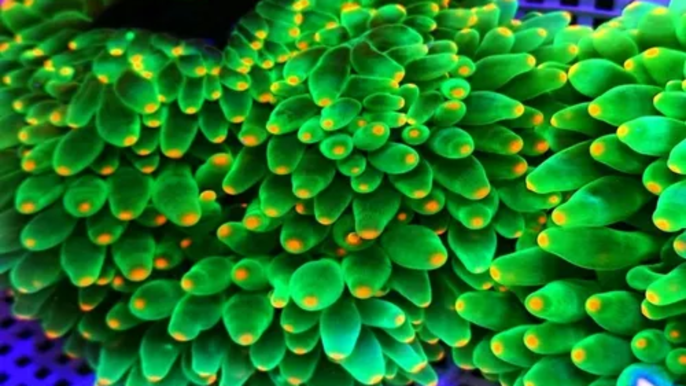 D_NQ_NP_963278-MLB49206391949_022022-O