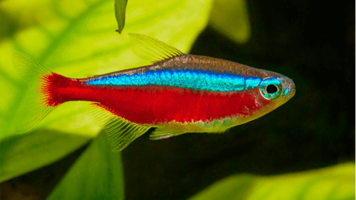 peixe-tetra-neon-1