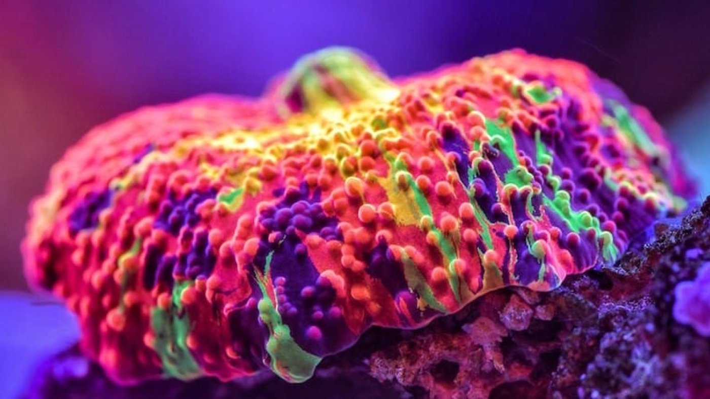 purple-monster-jawbreaker-mushroom-3 1