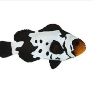 Peixe-Palhaço Premium Black Snowflake