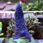Acropora Tenuis Blue