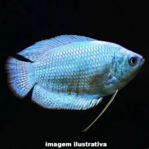 Colisa Azul (Trichogaster lalius)