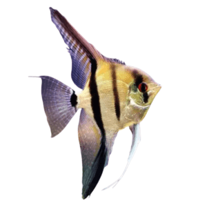 Acara bandeira pequeno