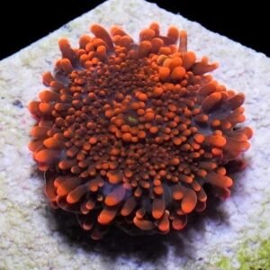 RICORDEA YUMA ULTRA ORANGE FLUOR MOUTH