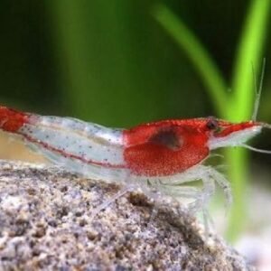 Camarão Red Rili | 1 a 2 cm | Neocaridina davidi