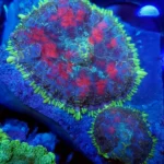 Jigsaw Rhodactis Mushroom