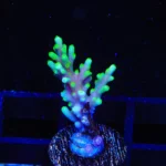 Dragon Green Acropora MUDA