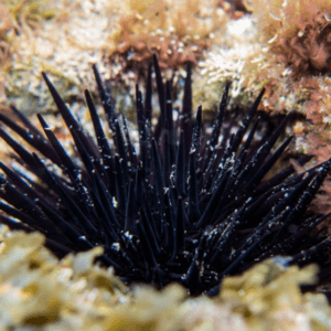 Ouriço Black urchin