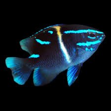 Neon Velvet Damsel