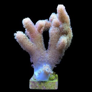 Coral Leather  Finger Peludo
