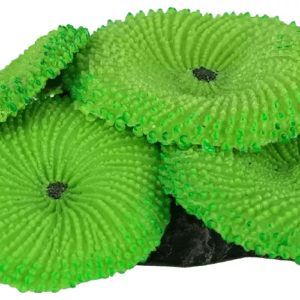 ENFEITE DE SILICONE SOMA CORAL RICORDEA VERDE 02