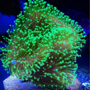 Coral Leather Ora Farm Green