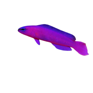 Pseudochromis fridmani