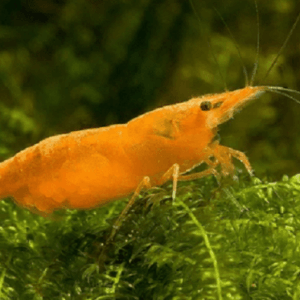 Camarão orange | 1 a 2 cm | Neocaridina davidi