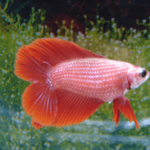 Betta Fêmia Red Doblo Tail