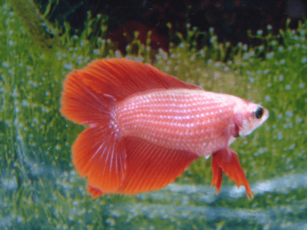 Betta Fêmia Red Doblo Tail