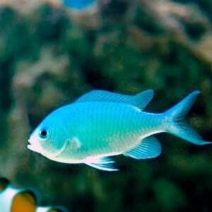 Green Chromis