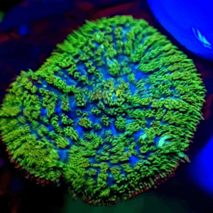 Mushroom Green Tonga