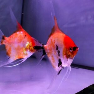 Acara bandeira Red Koy pequeno
