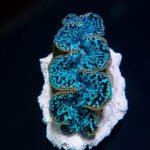 Tridacna Máxima