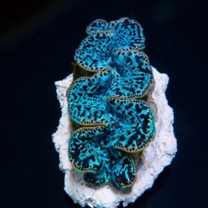 Tridacna Máxima