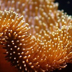 Coral Leather GOLD Toadstool