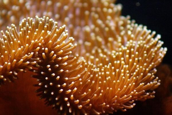 Coral Leather GOLD Toadstool