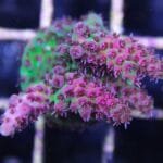 Acropora Red Planet