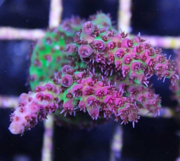 Acropora Red Planet