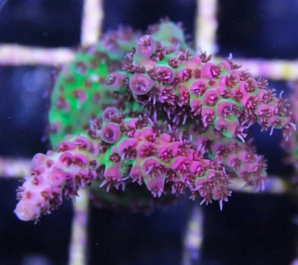 Acropora Red Planet