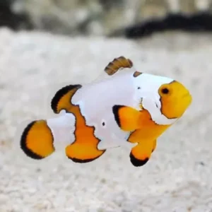 Peixe-Palhaço Premium Snowflake