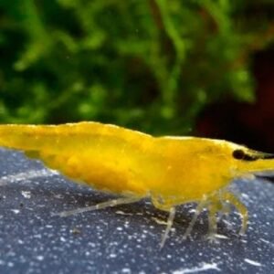 Camarão Yellow 1 a 2 cm | Neocaridina davidi