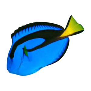 Hepatus Blue Tang 8 a 10CM