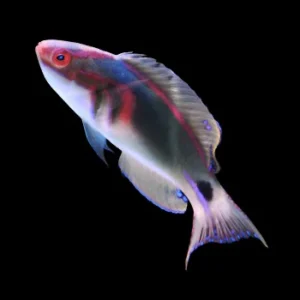 Exquisitus Wrasse MALE SRI LANKA