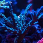 Tortuosa Turquoise (Acropora sp.)