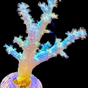 Coral Leather Branching