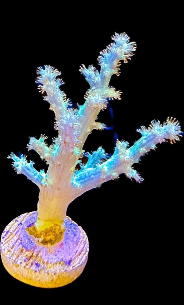 Coral Leather Branching