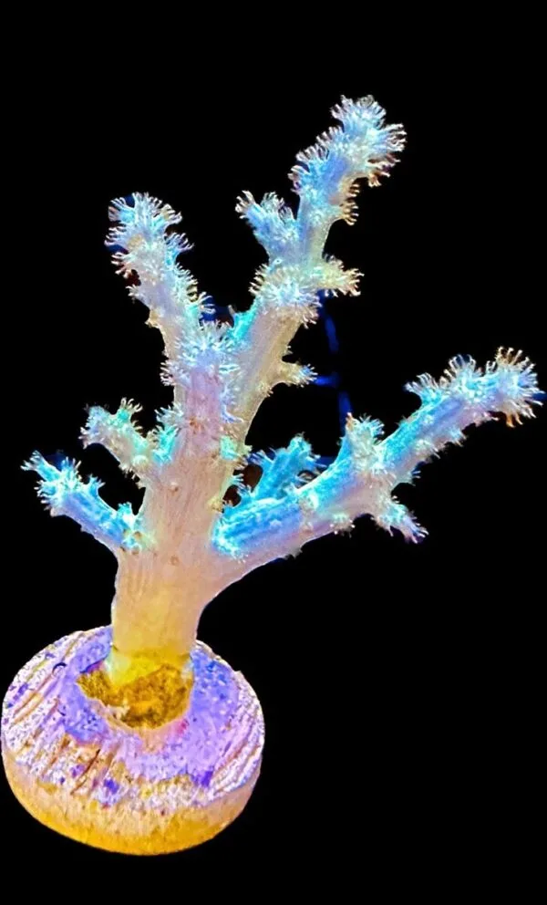 Coral Leather Branching